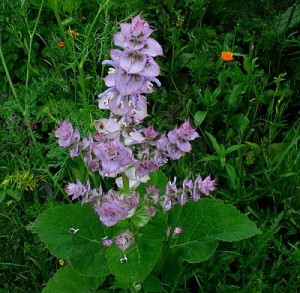 Мускатный шалфей Трава шалфей