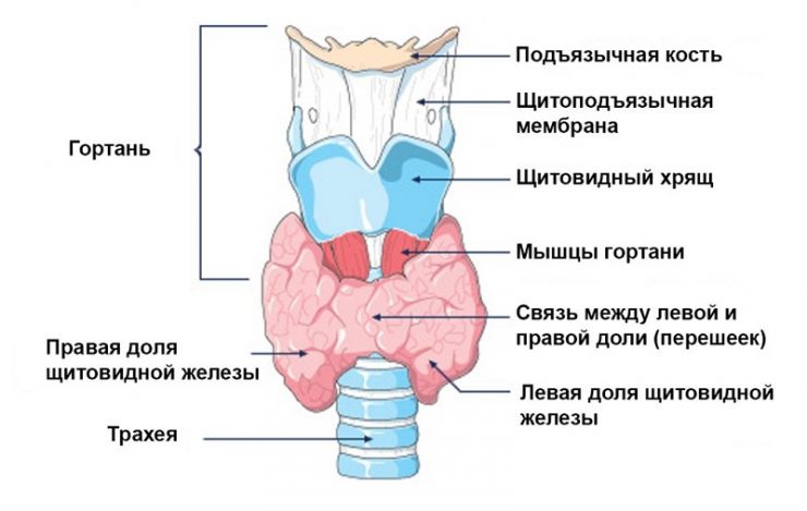 Гипотиреоз при беременности