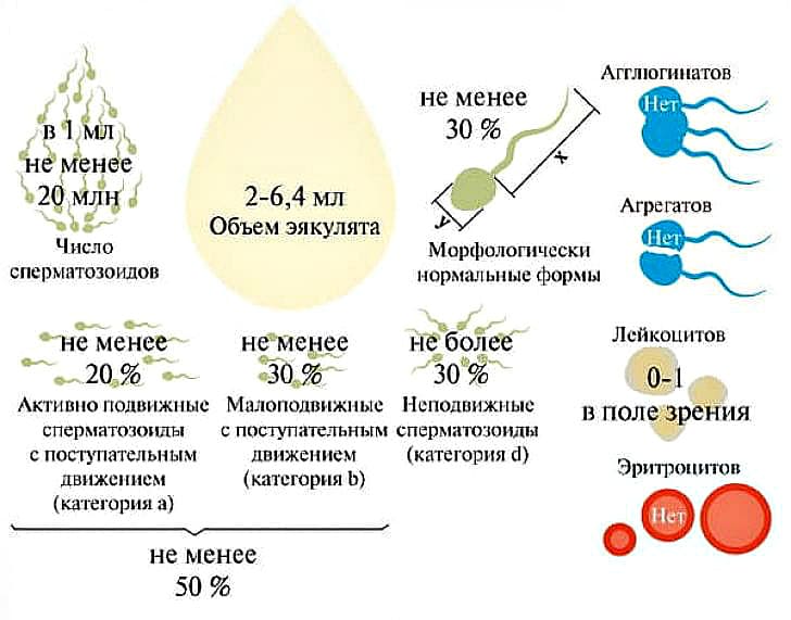 критерии спермаграммы в норме у мужчин