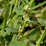 Спорыш при бесплодии