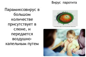 Вирус паротита Симптомы свинки