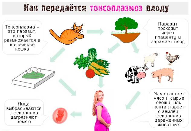 Токсоплазмоз при беременности