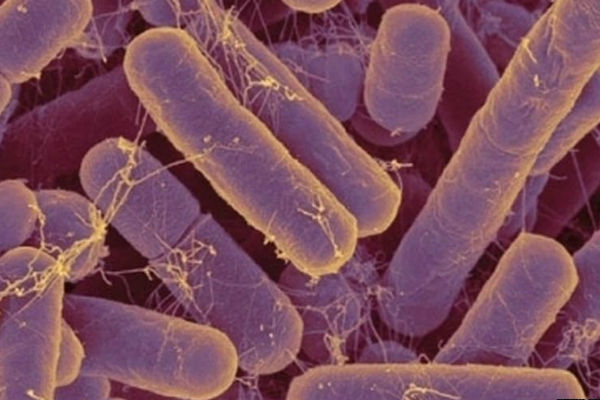 лактобациллы