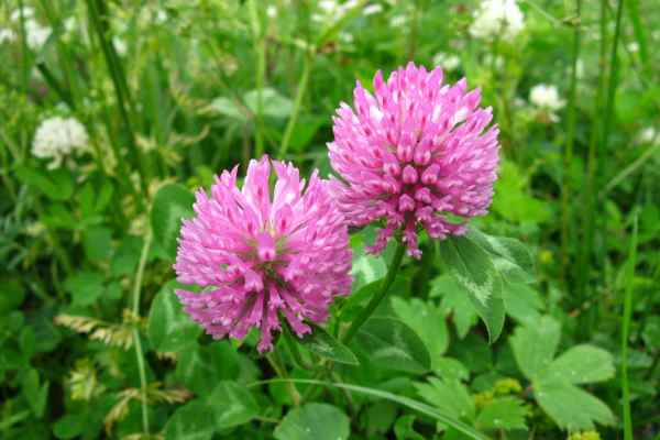 красный клевер