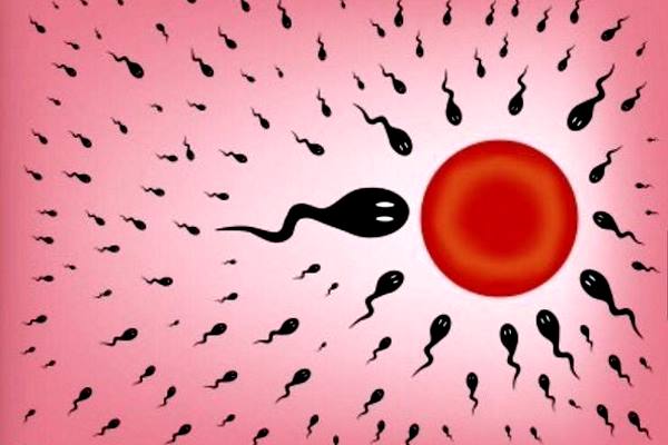 картинка сперматозоид и яйцеклетка