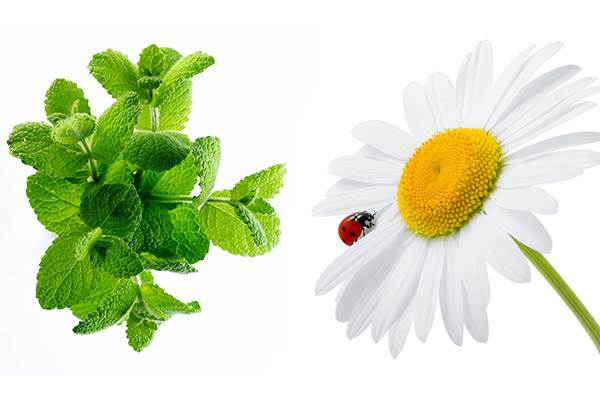 мята и ромашка