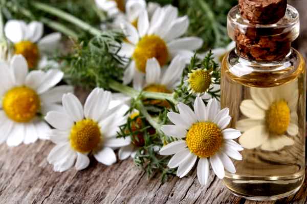 ромашка и отвар