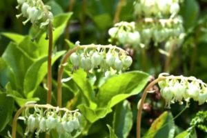 боровая матка