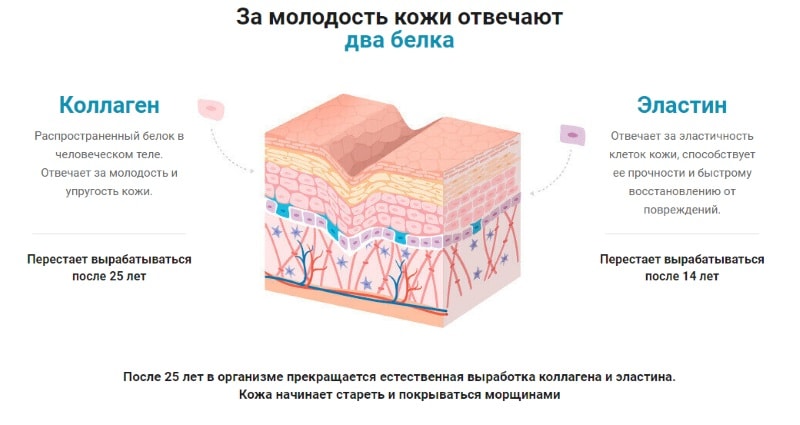 коллаген и эластин основной состав средства