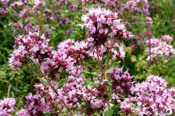 цветы для травяного чая