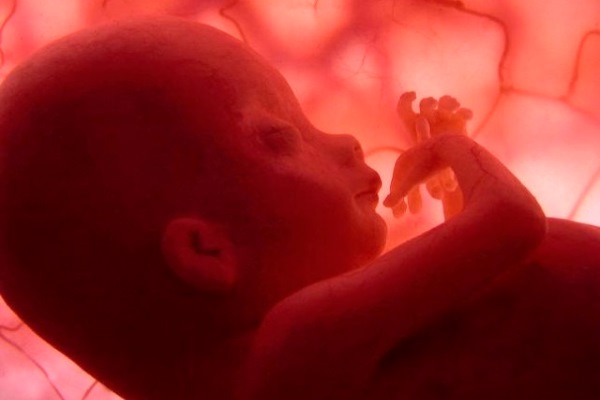 эмбрион человека