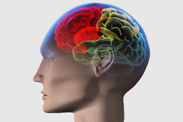 структура мозга в голове