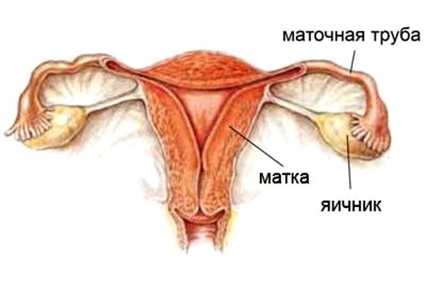 строение репродуктивных органов женщины
