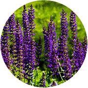 Экстракт корня Колеонол форсколин