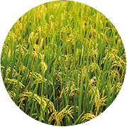 Экстракт Проса посевного