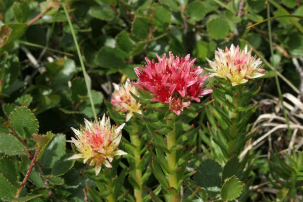 лекарственное растение