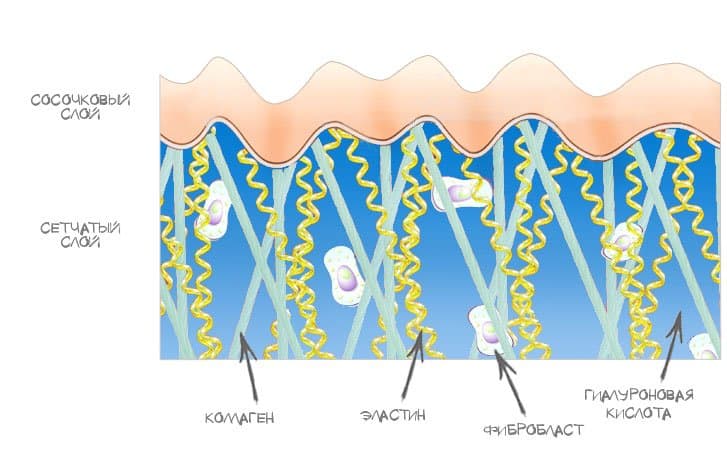 коллаген в мышцах