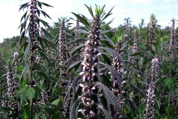 растение пустырник