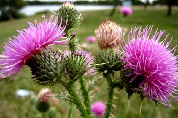 лекарственное растение цветет