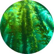 Экстракт морских водорослей